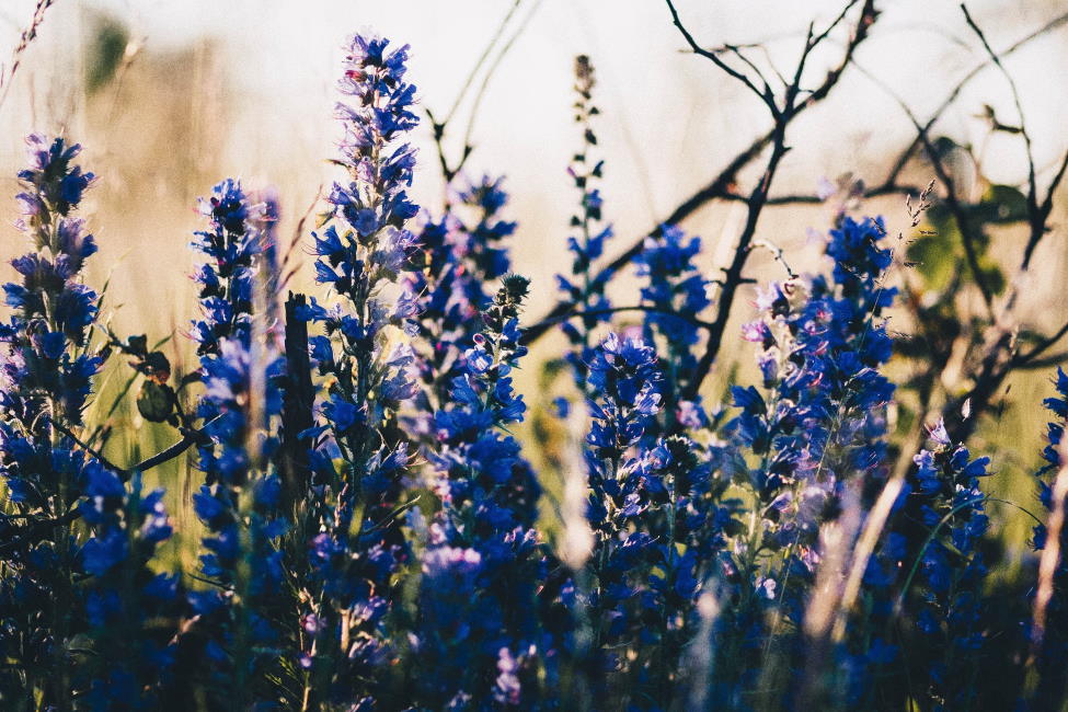 fioletowe-i-niebieskie-kwiaty