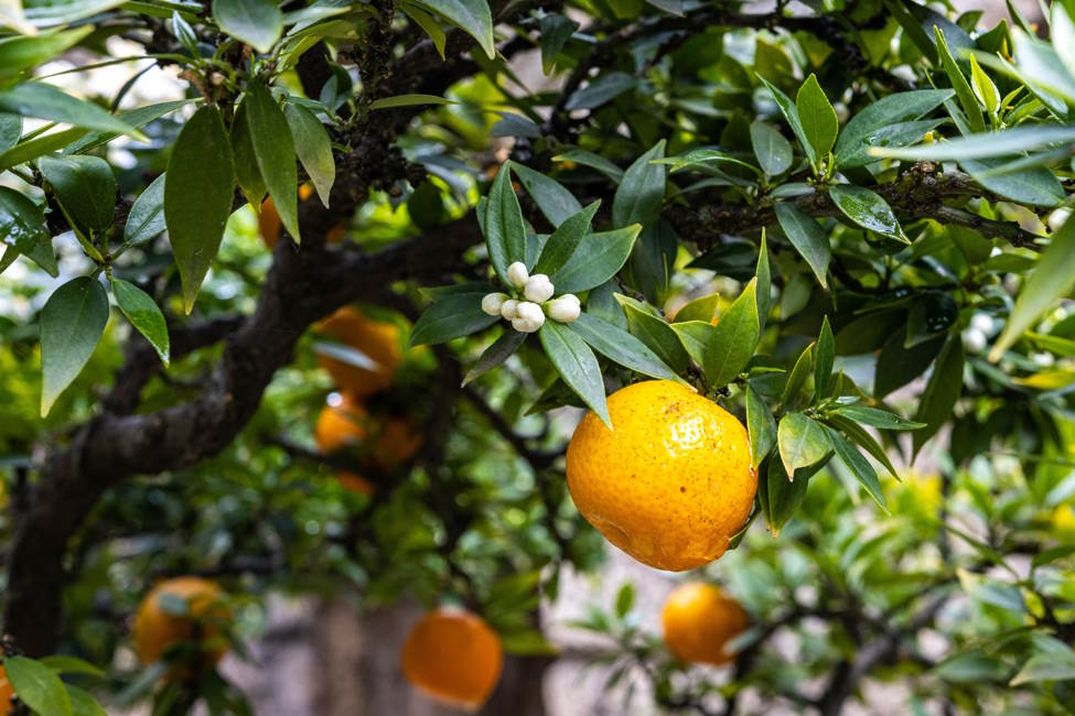 drzewko-pomaranczowe